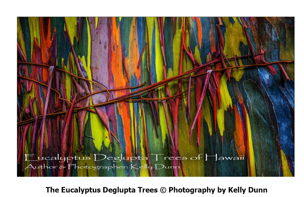 Painted Trees Of Hawaii PTH   5 HomePageGalleryEucalyptusDegluptaTrees KellyDunn PSD Copy 